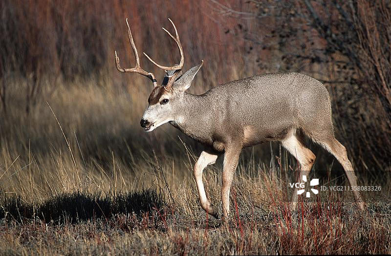 公骡鹿，美国新墨西哥州博斯克德尔阿帕奇图片素材