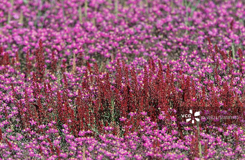 海蓬子，西班牙埃斯特雷马杜拉 (Spergularia purpurea)，紫色麻雀，麻雀，植物，花卉，石竹科 (Caryophyllaceae)，粉红色，开花，景观，水平，西班牙，欧洲图片素材