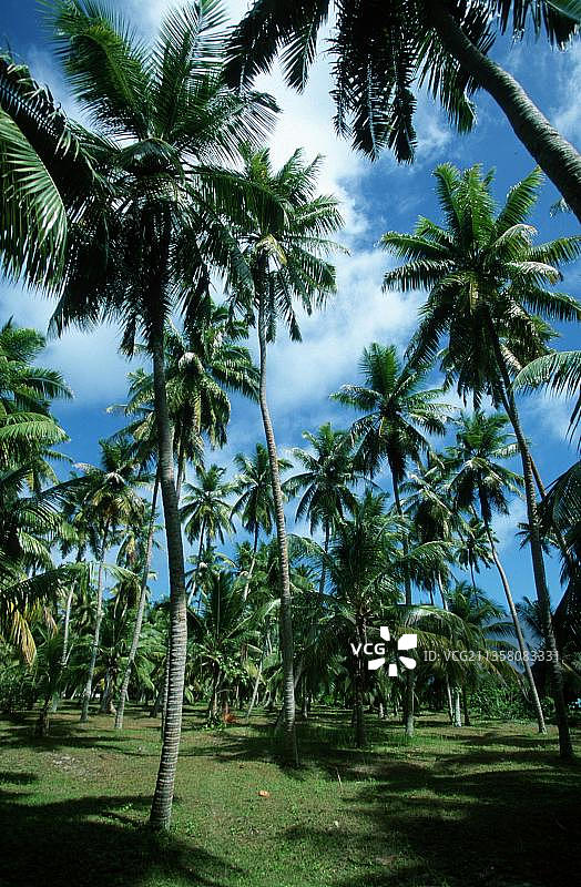 塞舌尔椰子种植园图片素材