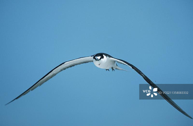 乌燕鸥，鸟类，冰岛，塞舌尔，非洲图片素材