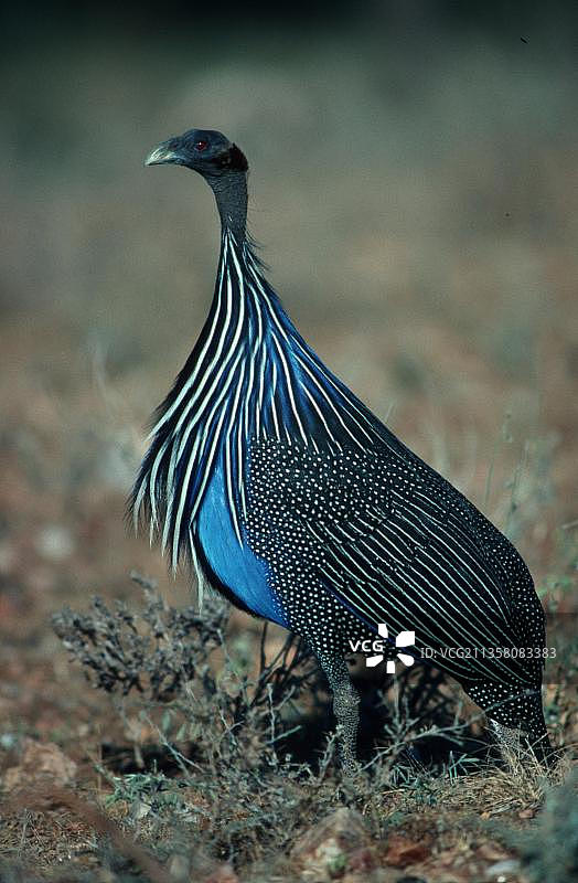 肯尼亚 Samburu Game Reserve的珠鸡图片素材