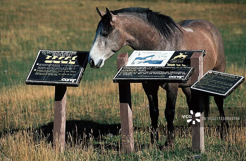 智利百内国家公园的马图片素材