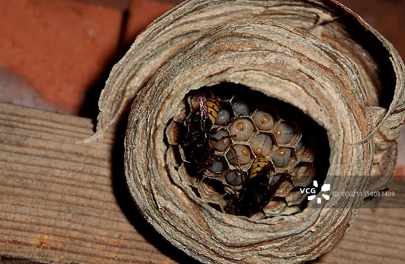 德国马蜂巢穴及幼虫图片素材
