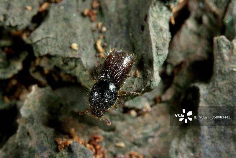 欧洲云杉八齿小蠹，德国图片素材