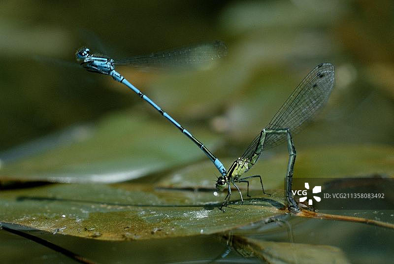 豆娘交配产卵图片素材