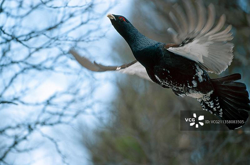 西方松鸡（Tetrao urogallus），雄性，欧洲，瑞典图片素材