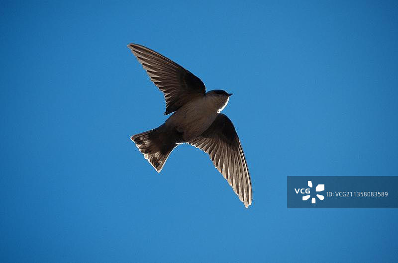 岩石崖燕（Ptyonoprogne rupestris），可抠图图片素材