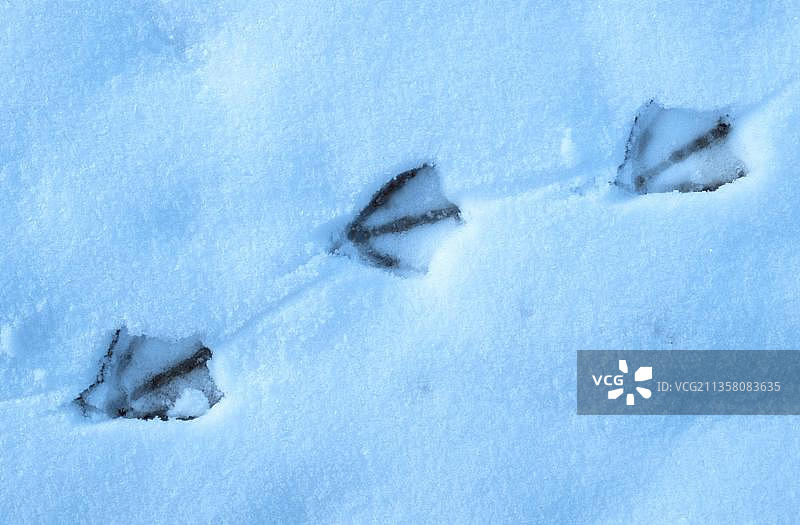 雪地上的灰雁脚印图片素材