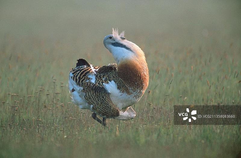 欧洲匈牙利大鸨雄鸟交配图片素材