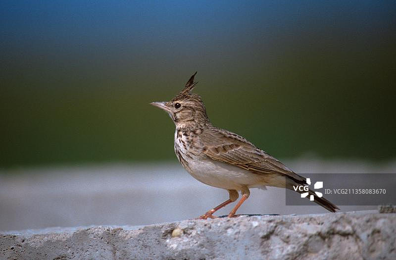 凤头百灵鸟图片素材