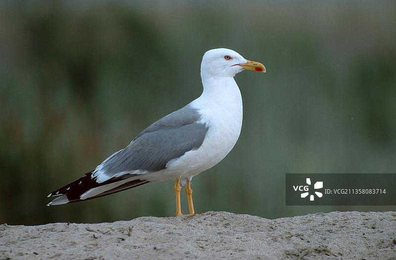 黄腿鸥，法国南部卡马格图片素材