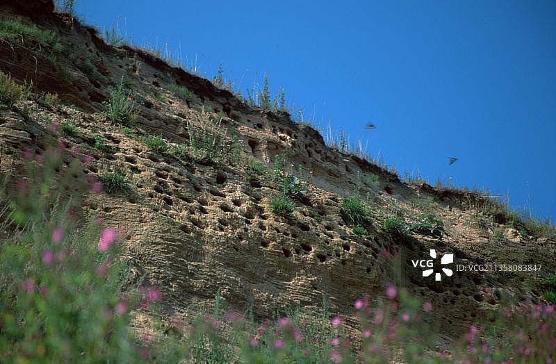 德国石勒苏益格-荷尔斯泰因州的沙燕群图片素材