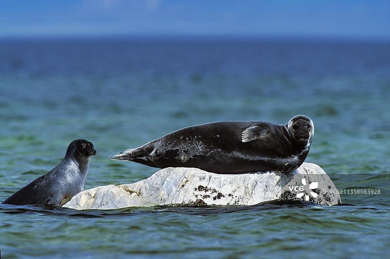 贝加尔环斑海豹，外贝加尔国家公园，乌什卡尼群岛，贝加尔湖，俄罗斯，欧洲图片素材