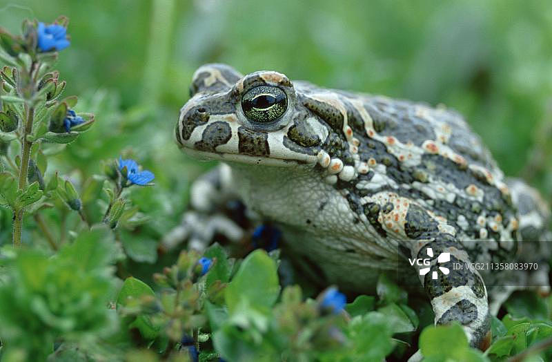 奥地利绿蟾蜍图片素材