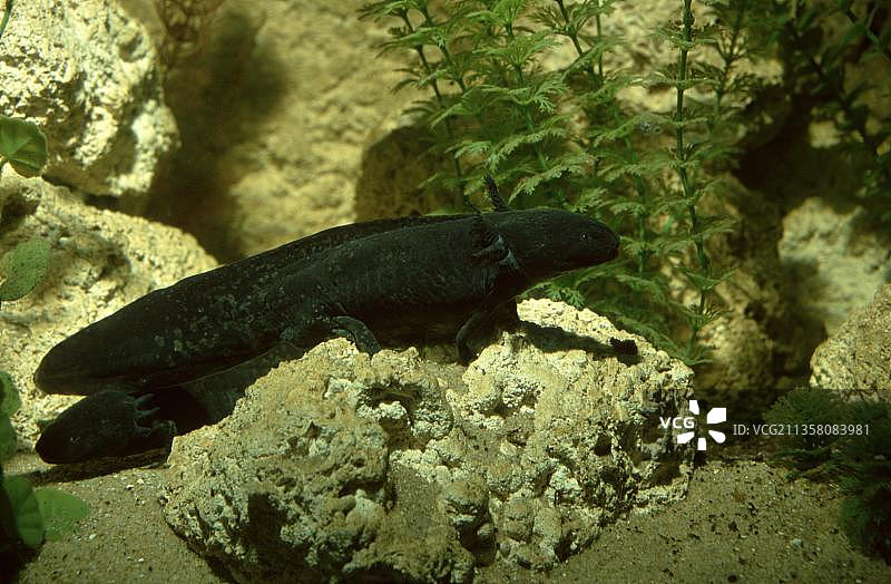 墨西哥钝口螈图片素材