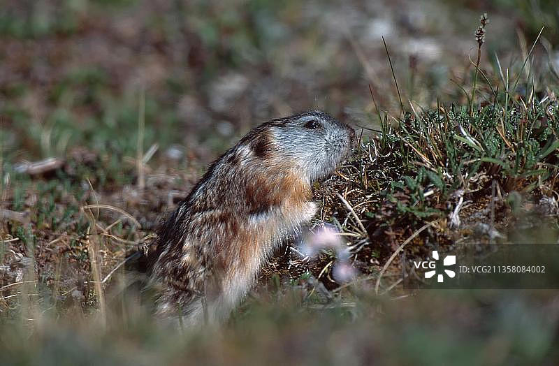 泰梅尔半岛的北极旅鼠图片素材