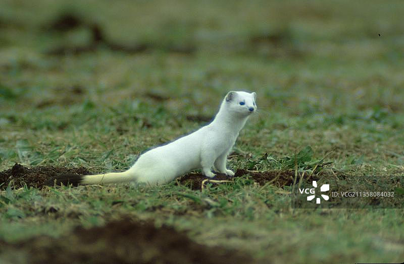 冬季的白鼬，德国，欧洲图片素材