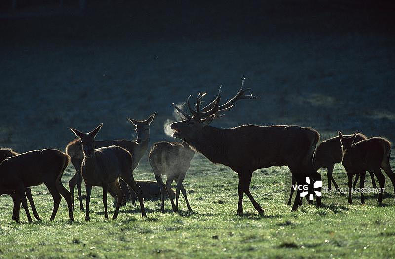 红鹿（Cervus elaphus），雄性和雌性图片素材