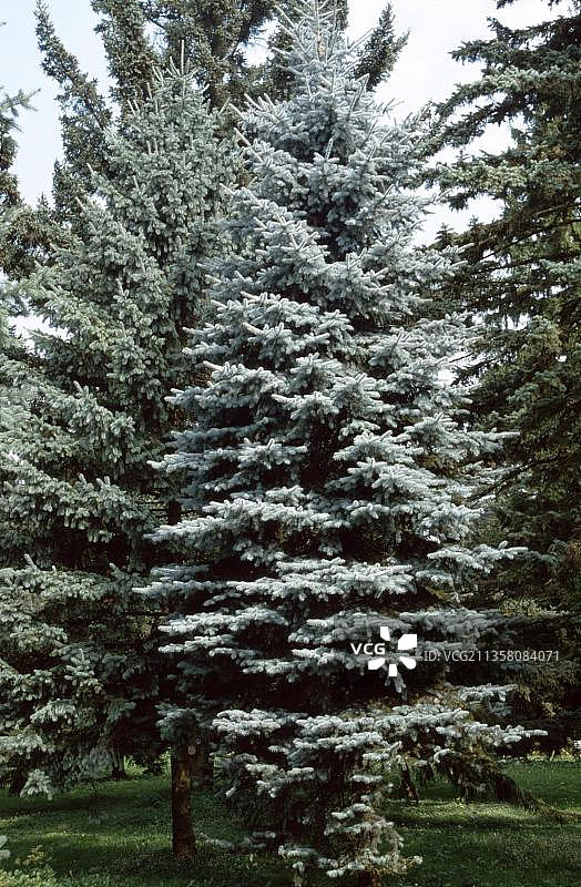蓝杉，园林植物，针叶树，松科图片素材