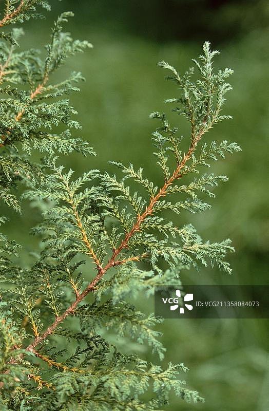 日本花柏图片素材