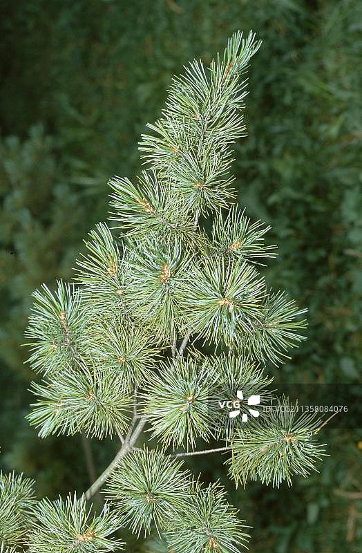 日本白松图片素材