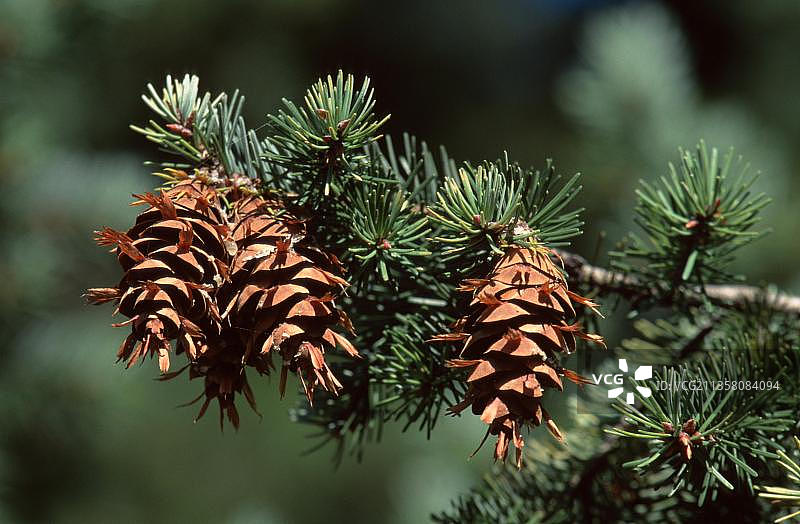 花旗松（黄杉），植物，松科，松科植物，景观，水平构图，树枝，嫩枝，果实图片素材