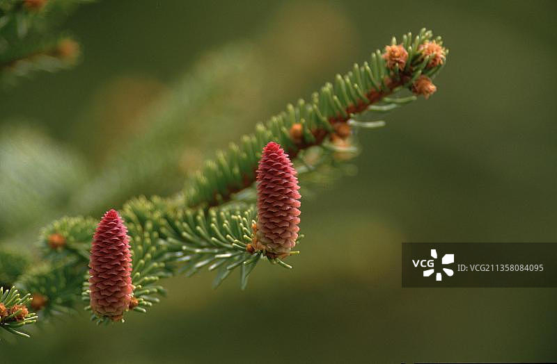 挪威云杉，雌花，欧洲云杉（Picea abies），雌性花序，植物，松科，Pinaceae，水平构图图片素材