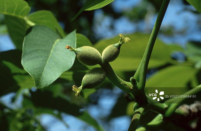 核桃雌花特写图片素材
