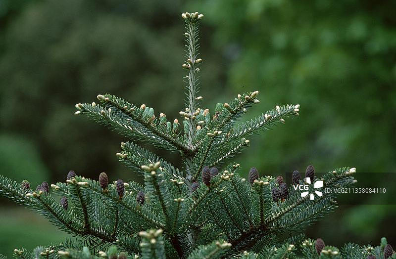 韩国冷杉针叶树景观图片素材