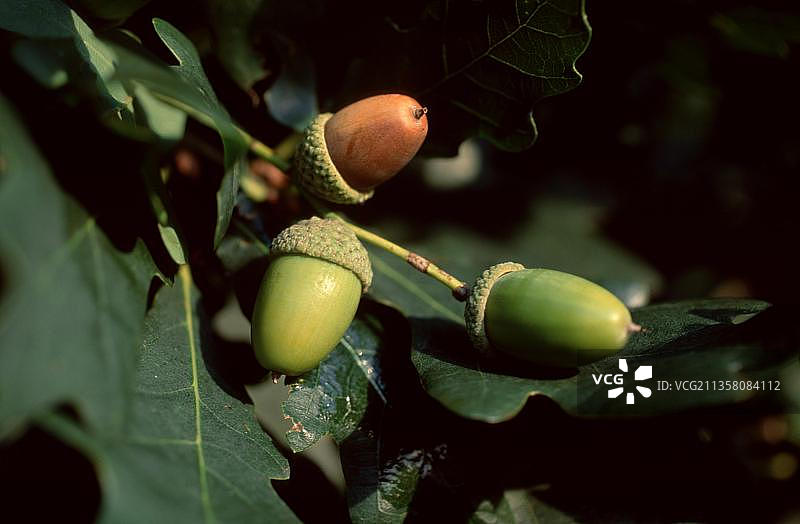 夏栎的橡树，夏栎的橡子，植物，山毛榉科，风景，水平构图，水果，橡树果实图片素材
