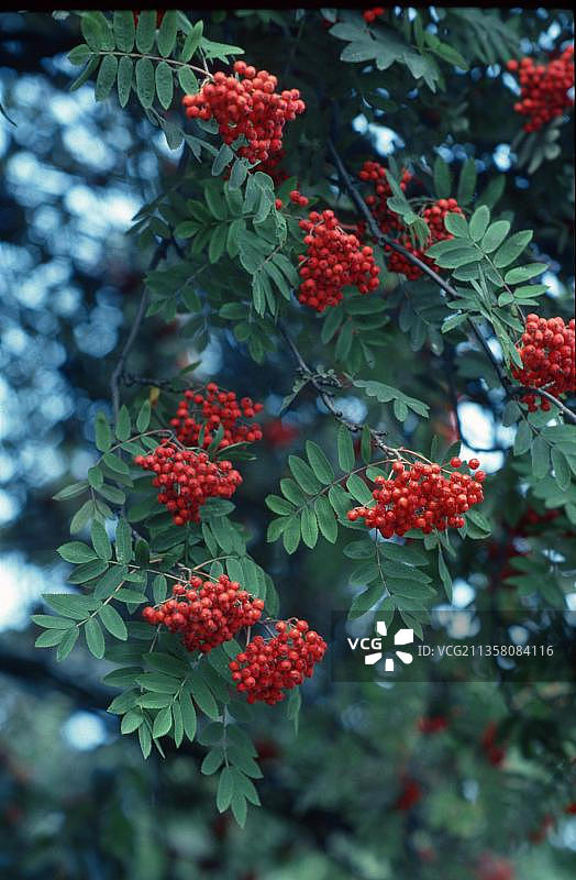欧洲花楸浆果竖版照片图片素材