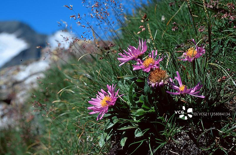 阿尔卑斯翠菊，奥地利，高地陶恩国家公园，阿尔卑斯山，花卉，植物图片素材