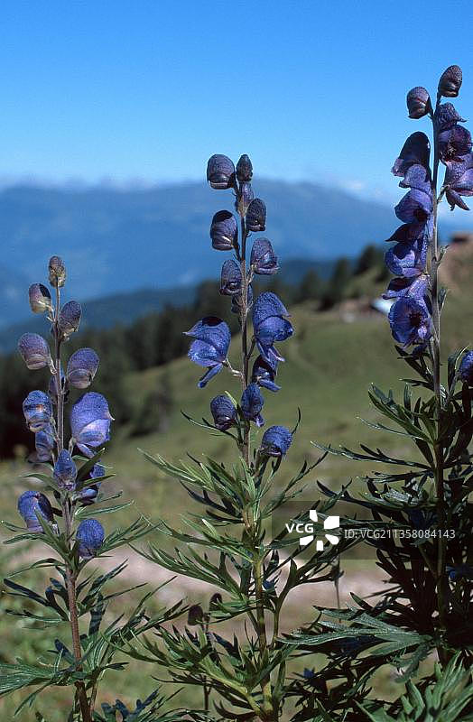 乌头花，德国巴伐利亚图片素材