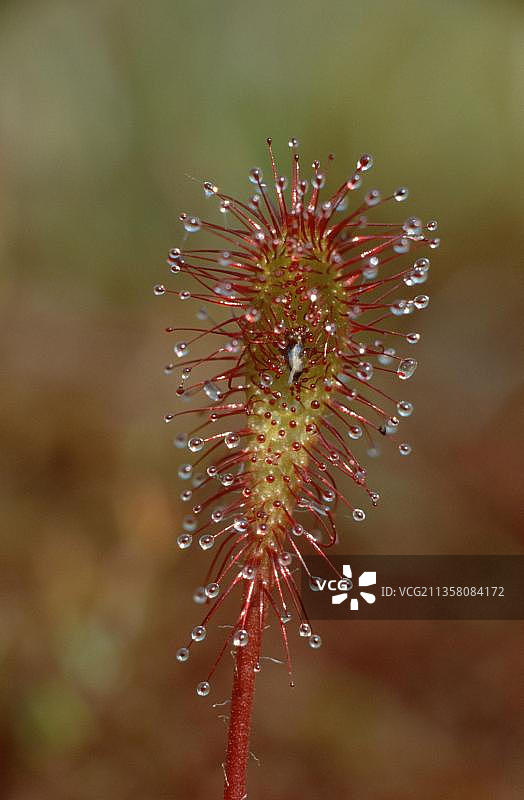 茅膏菜图片素材