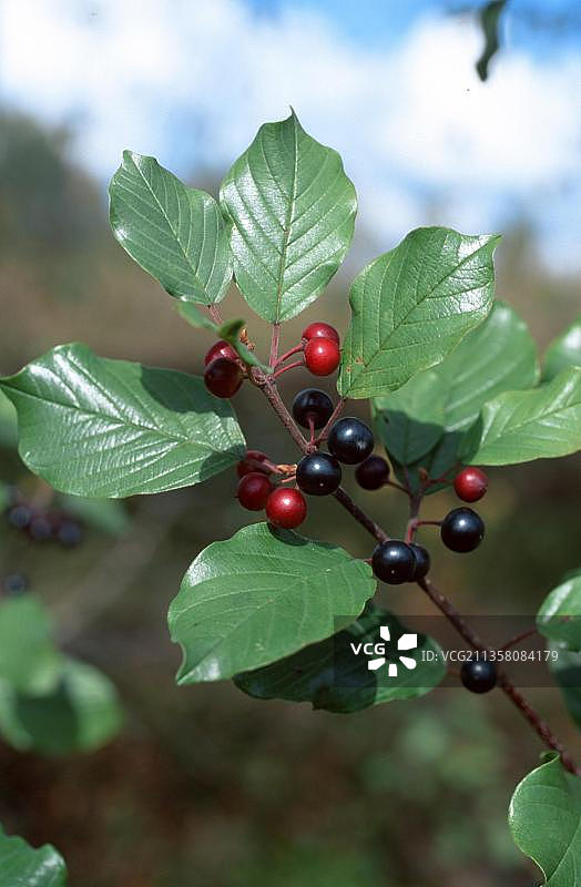 鼠李李属树枝，带有浆果图片素材