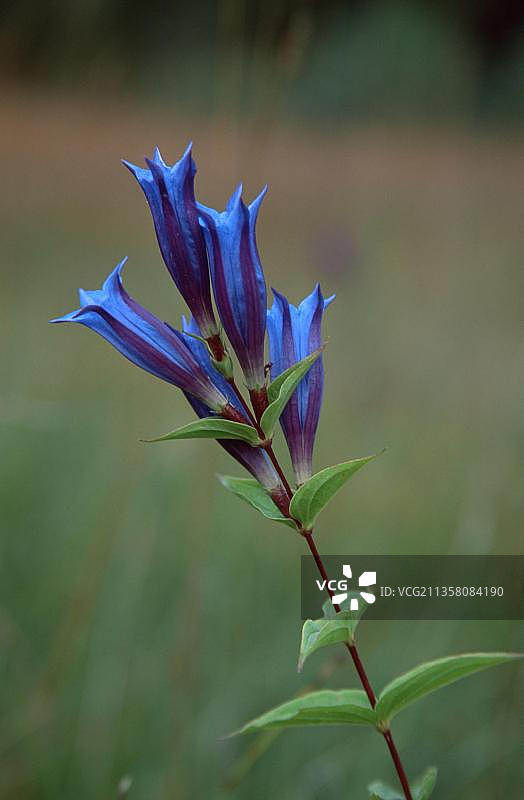 德国巴伐利亚柳叶龙胆花卉竖版照片图片素材