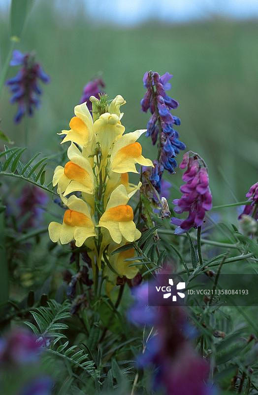 普通亚麻荠图片素材
