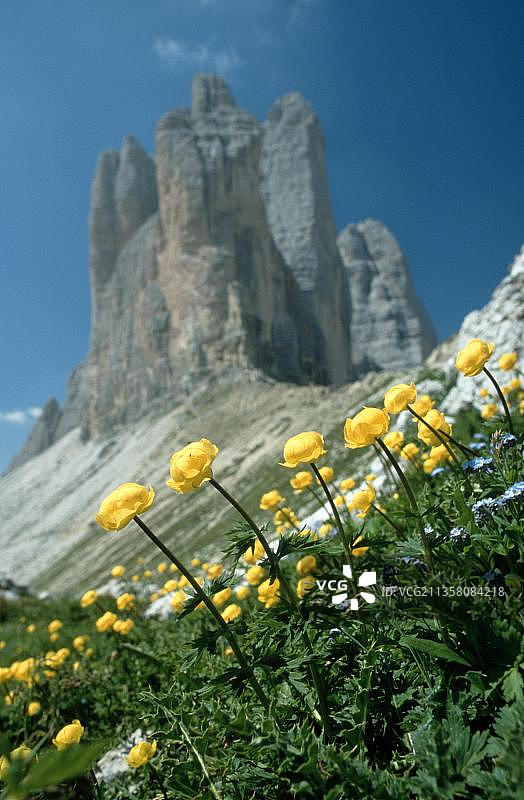 意大利多洛米蒂的地球花：欧洲金莲花，三峰图片素材