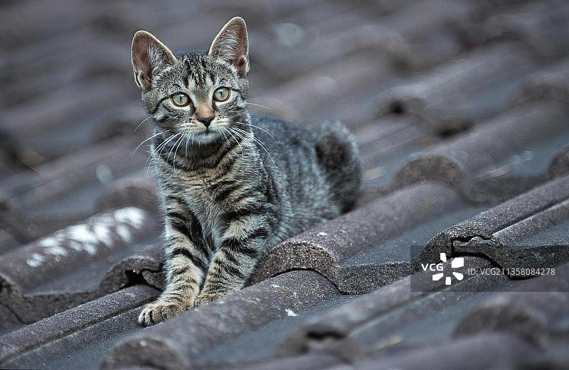 户外屋顶上的短毛虎斑猫图片素材