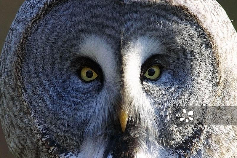 小猫头鹰图片素材