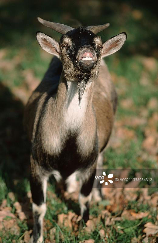 逃离中的山羊图片素材