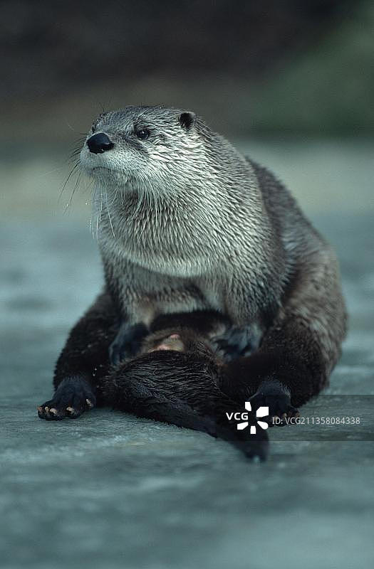 冰上的欧洲水獭图片素材