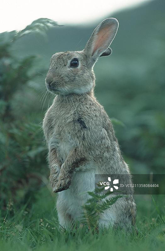 欧洲野兔，苏格兰图片素材