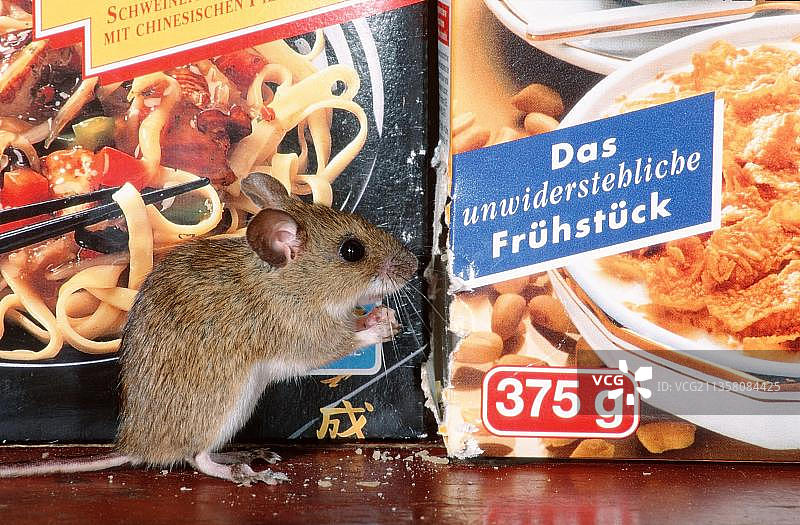 食用玉米片的黄颈鼠图片素材