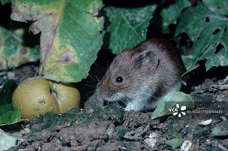 欧洲德国下萨克森的普通田鼠图片素材