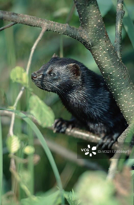 美洲水貂图片素材