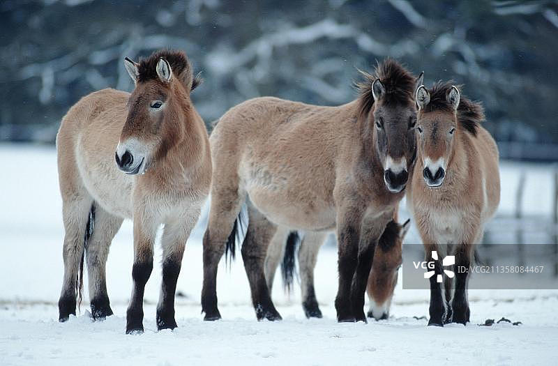 普氏野马图片素材