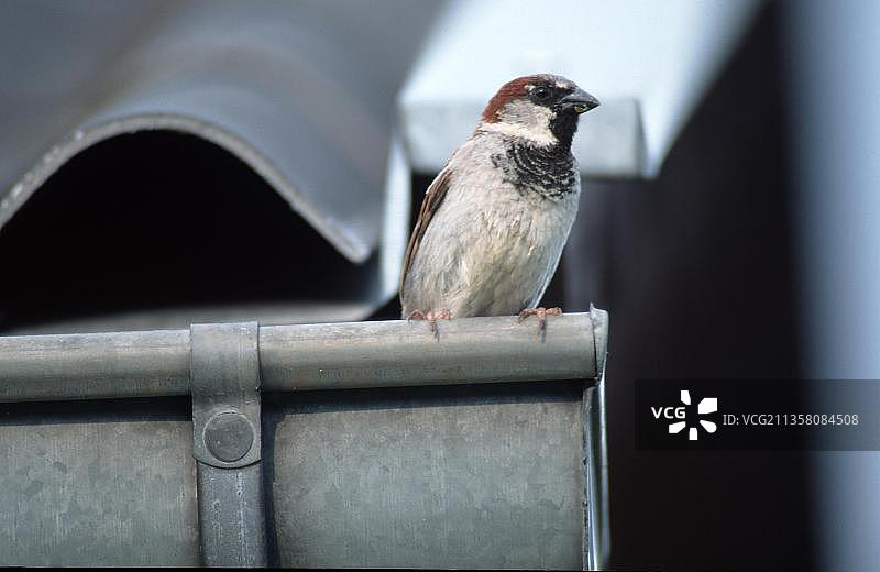 屋顶上的雄性家麻雀（Passer domesticus），下萨克森州，德国，欧洲图片素材