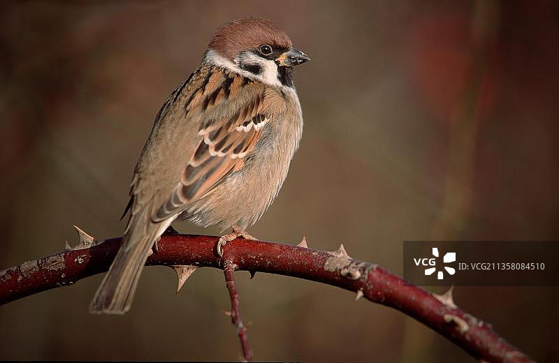 欧亚树麻雀，下萨克森，德国图片素材