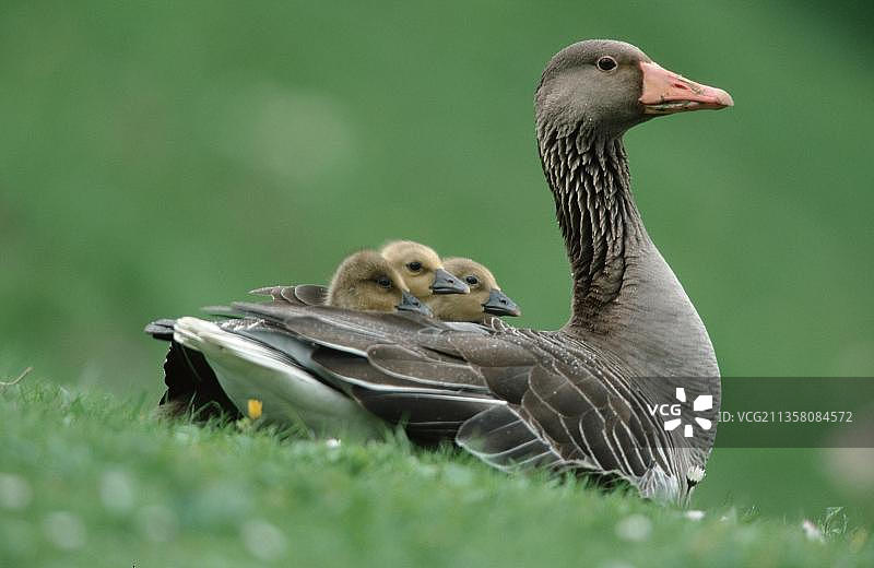 背着小鹅的灰雁图片素材